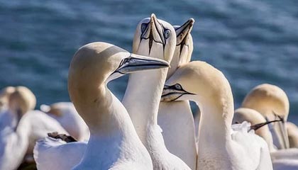 _爱游戏官方_ 中超季后赛前瞻，热血沸腾的决战时刻_，爱游戏足球直播