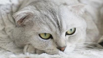 _爱游戏官方_ 中超外援表现评估，提升球队竞争力_，爱游戏官方赞助意甲01