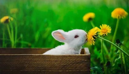 _爱游戏官方_ 中超外援的表现评估，给球队带来的影响_，爱游戏足球直播